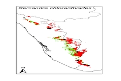Sarcandra chloranthoides